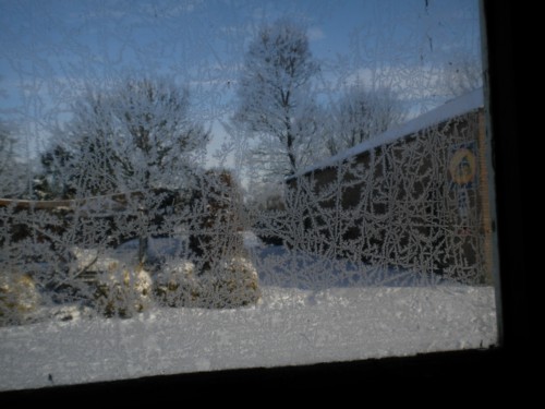 sneeuwbloem
