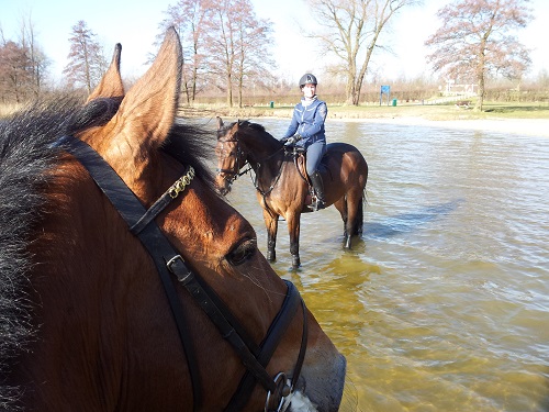 hilde Veluwemeer hilde Veluwemeer
