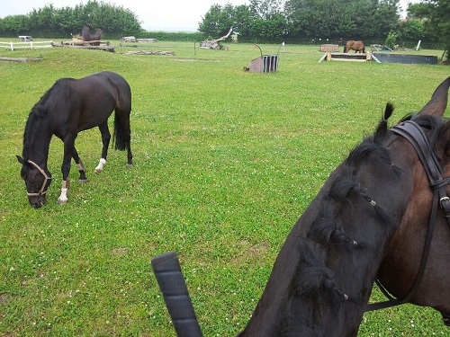 20130620_105523_resized 20130620_105523_resized