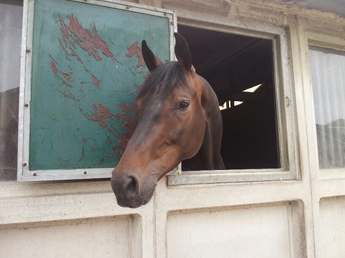 20130616_173733_resized_1 20130616_173733_resized_1