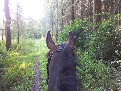 20130814_093953_resized 20130814_093953_resized