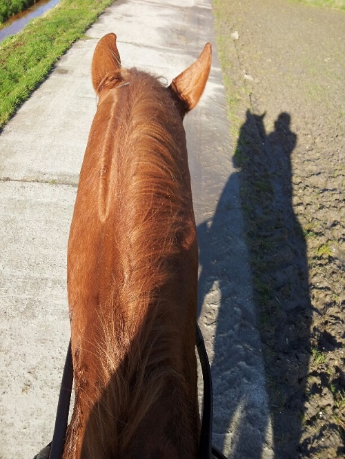 20140203_120021_resized 20140203_120021_resized